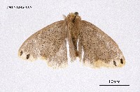 藏品(毒蛾科)的圖片